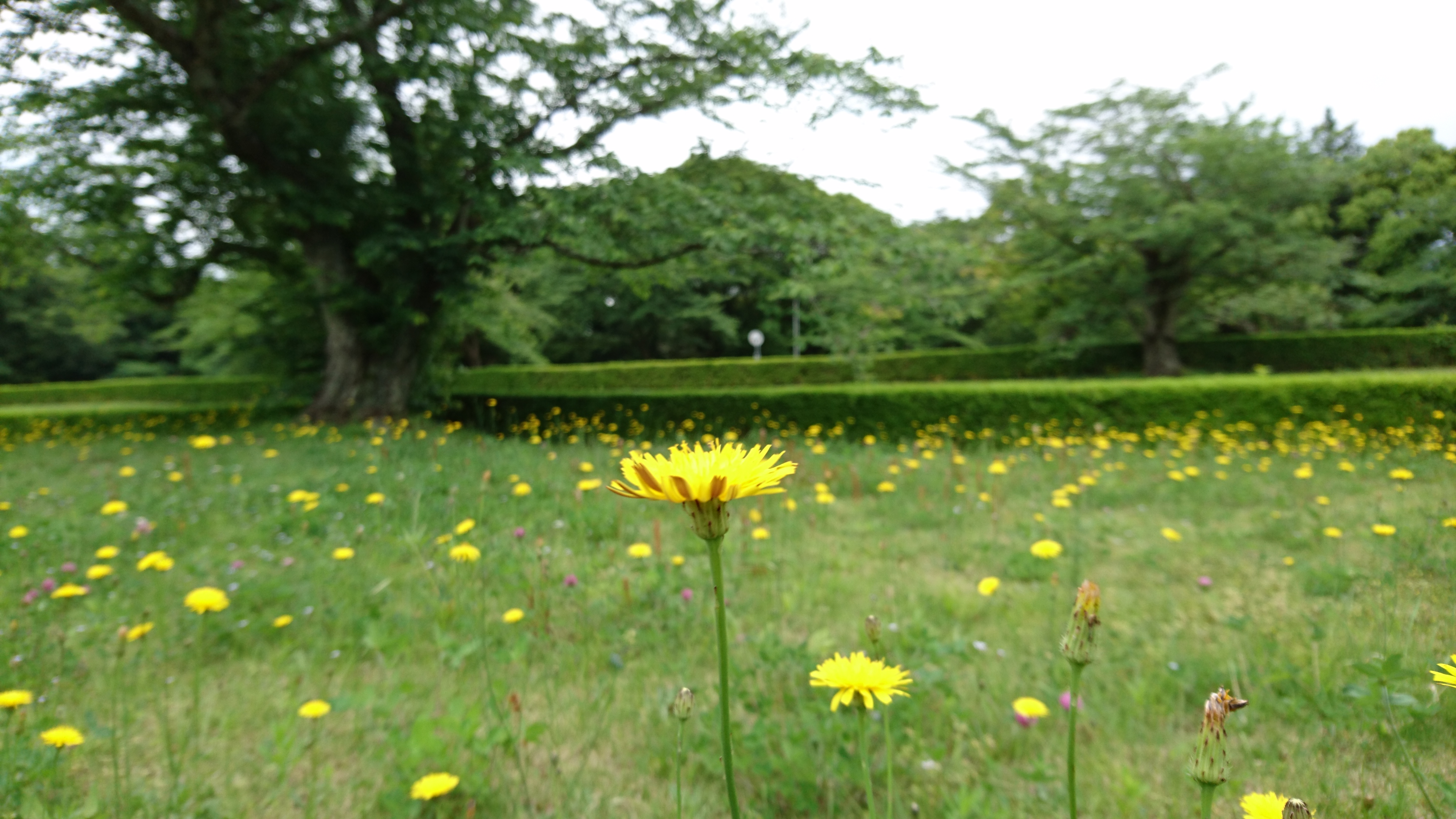 5月中旬は黄色い可愛い花が沢山